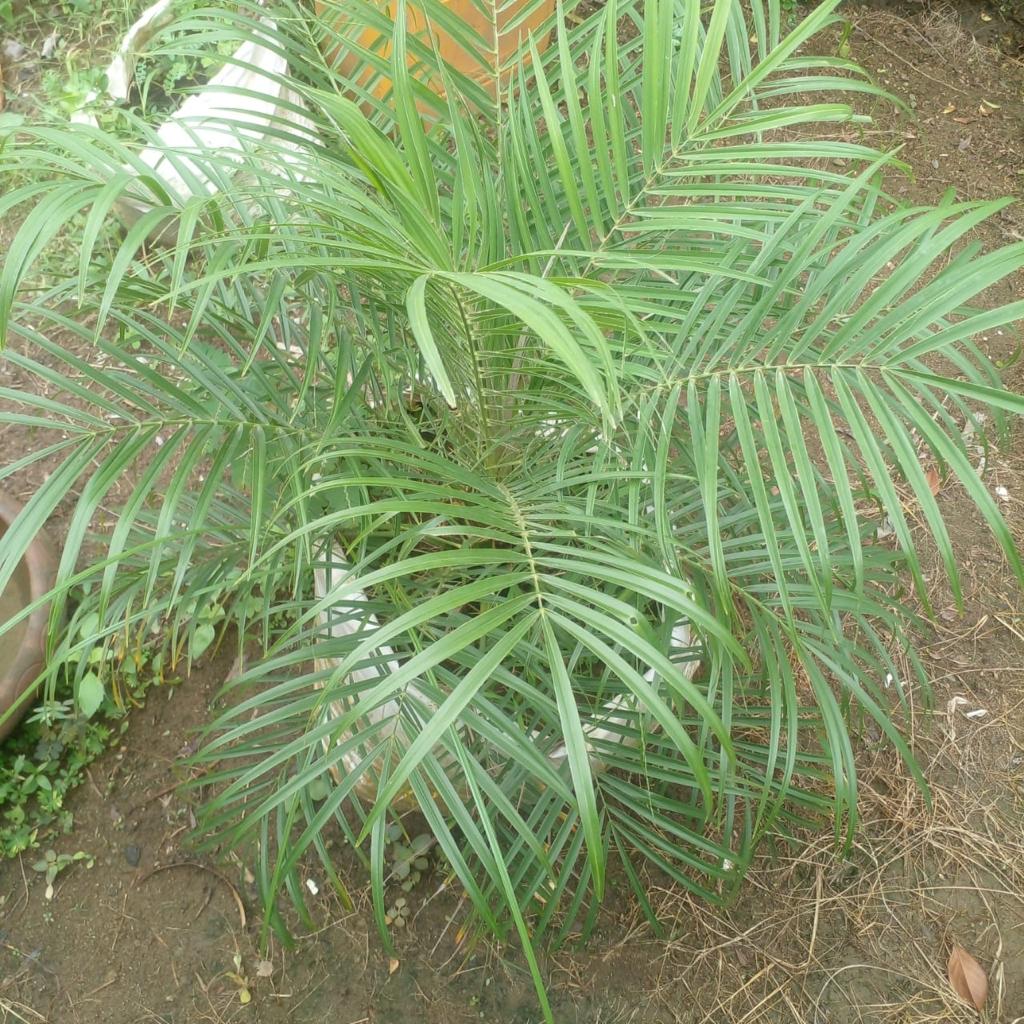 Le Palmier Phoenix