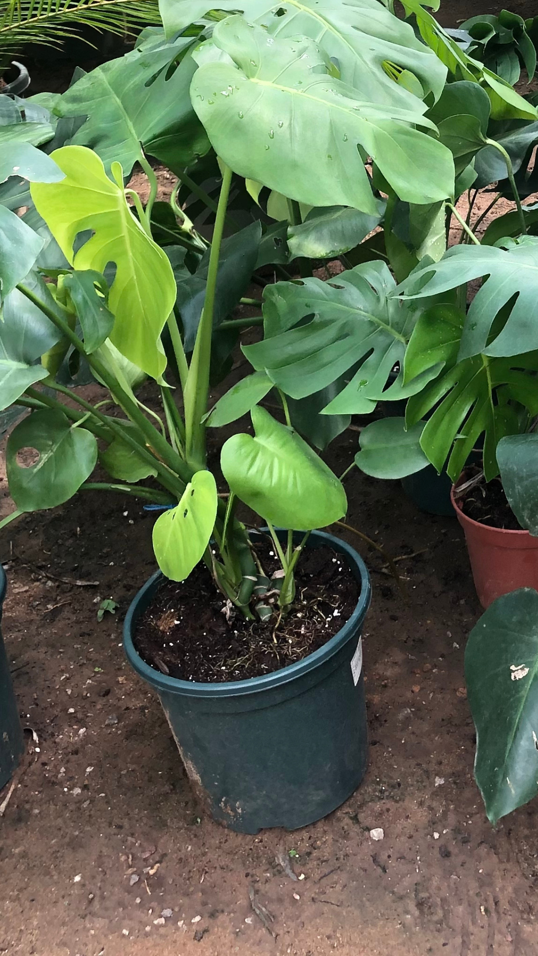 Le Monstera Deliciosa