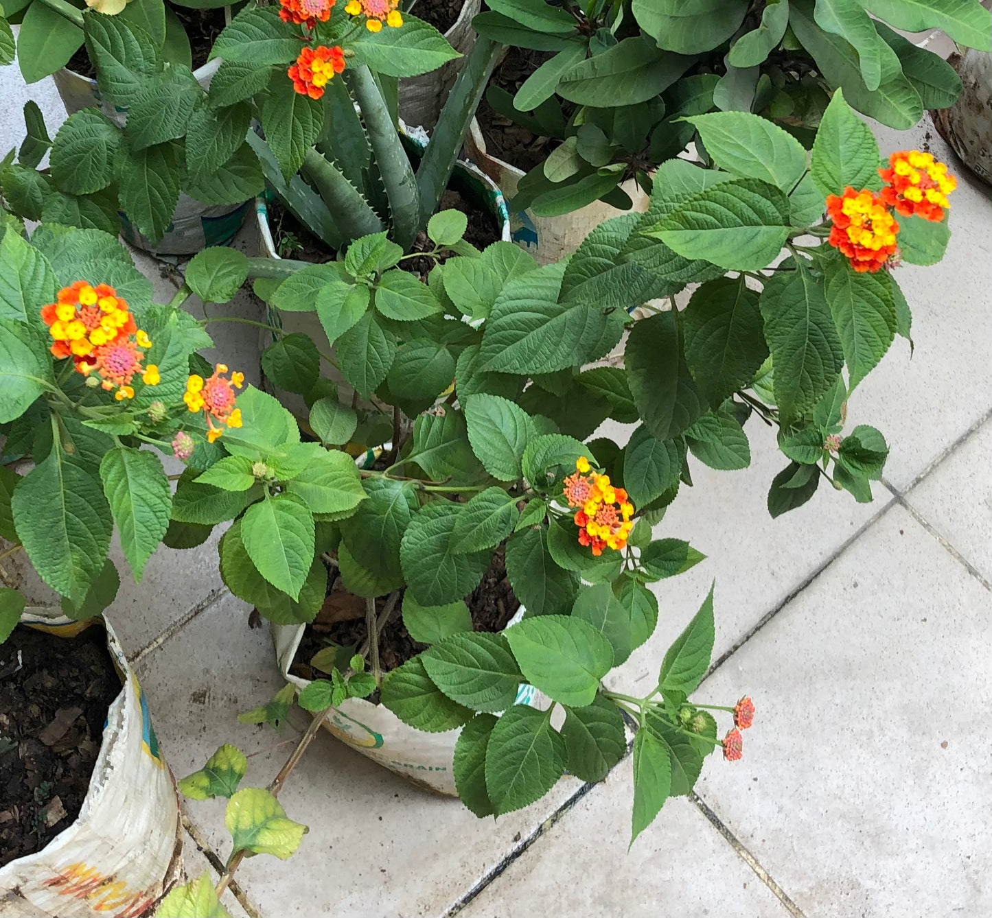 Le Lantana Horrida