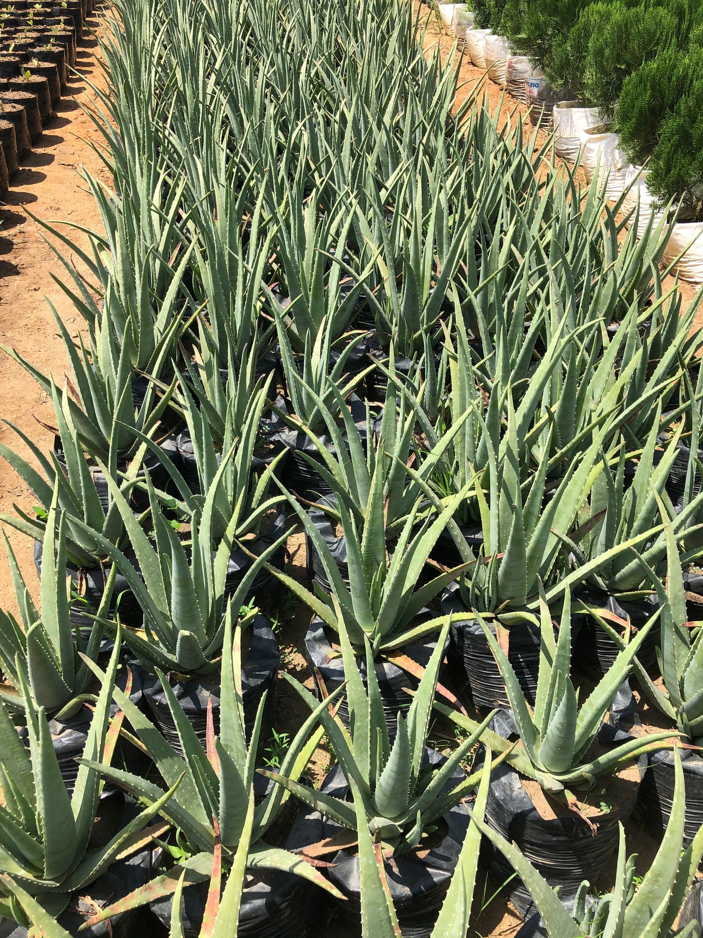 L' Aloe vera