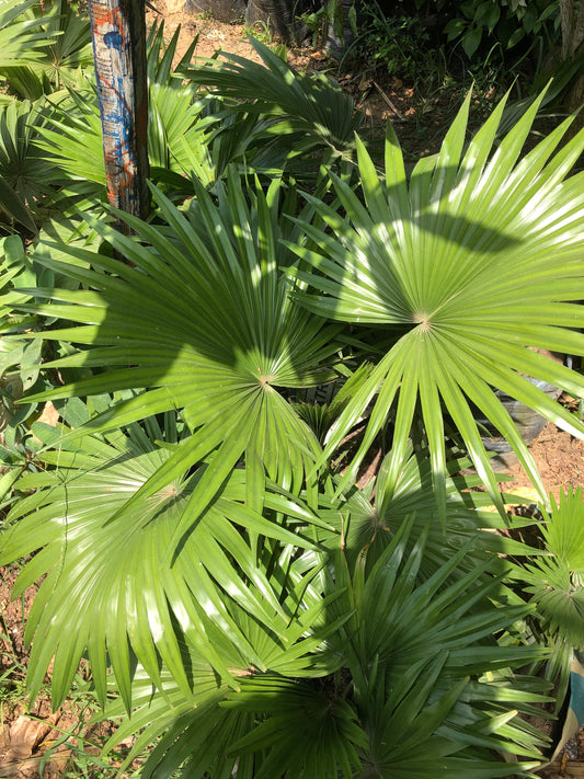 Le Palmier Thrinax