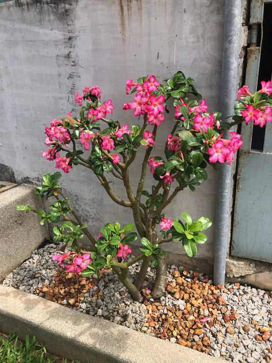 La Rose du désert (Adenium obesum)