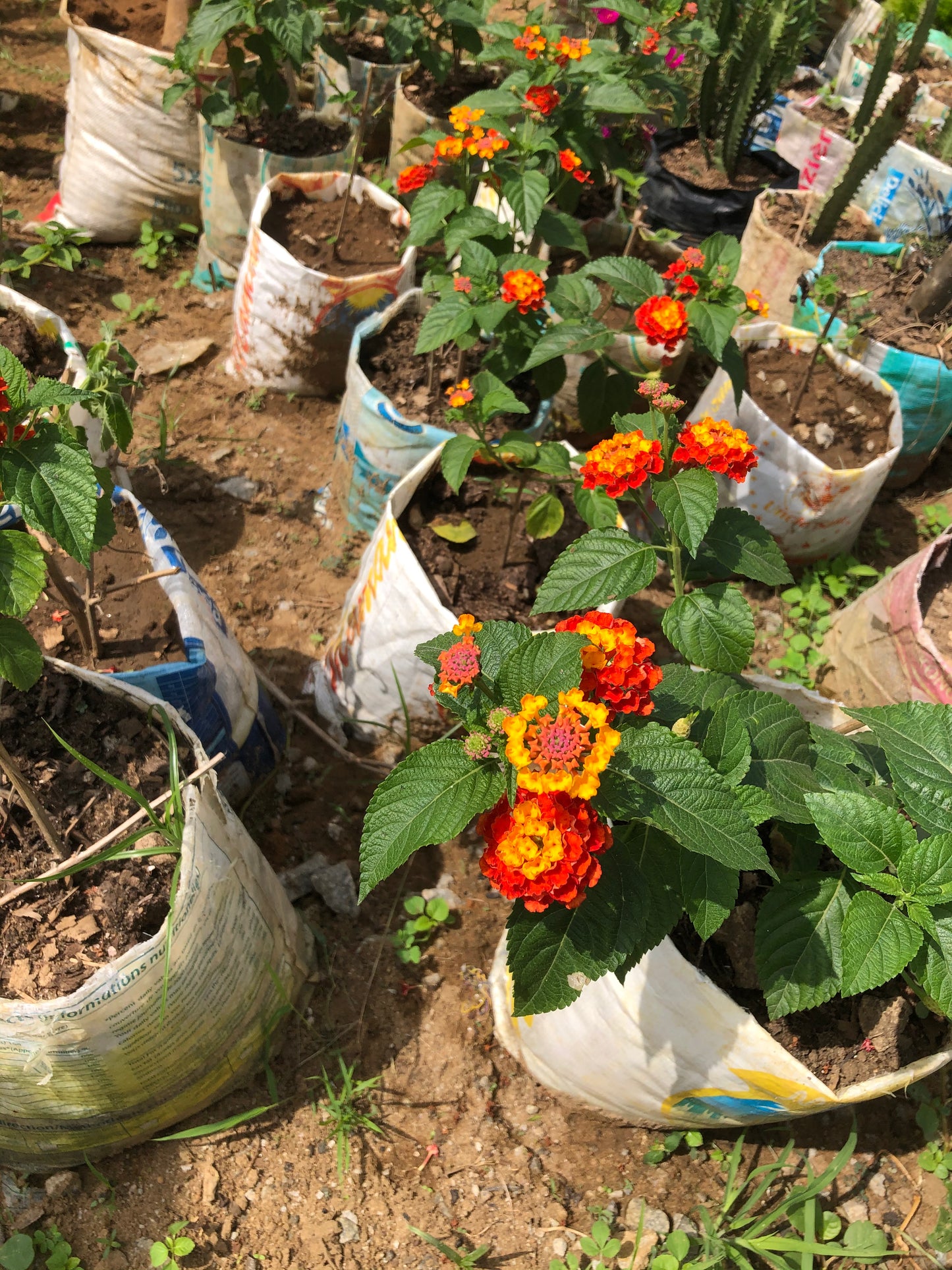 Le Lantana Horrida