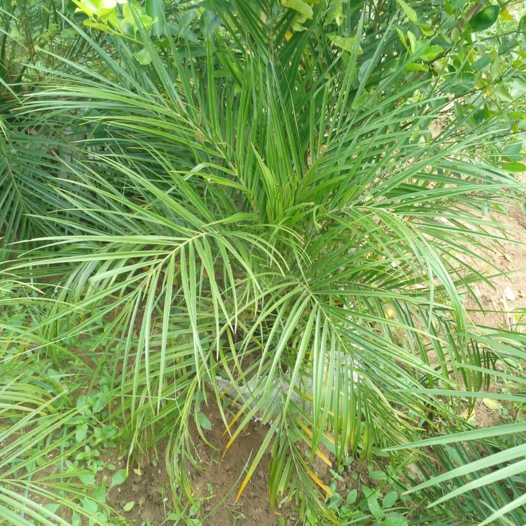 Le Palmier Phoenix