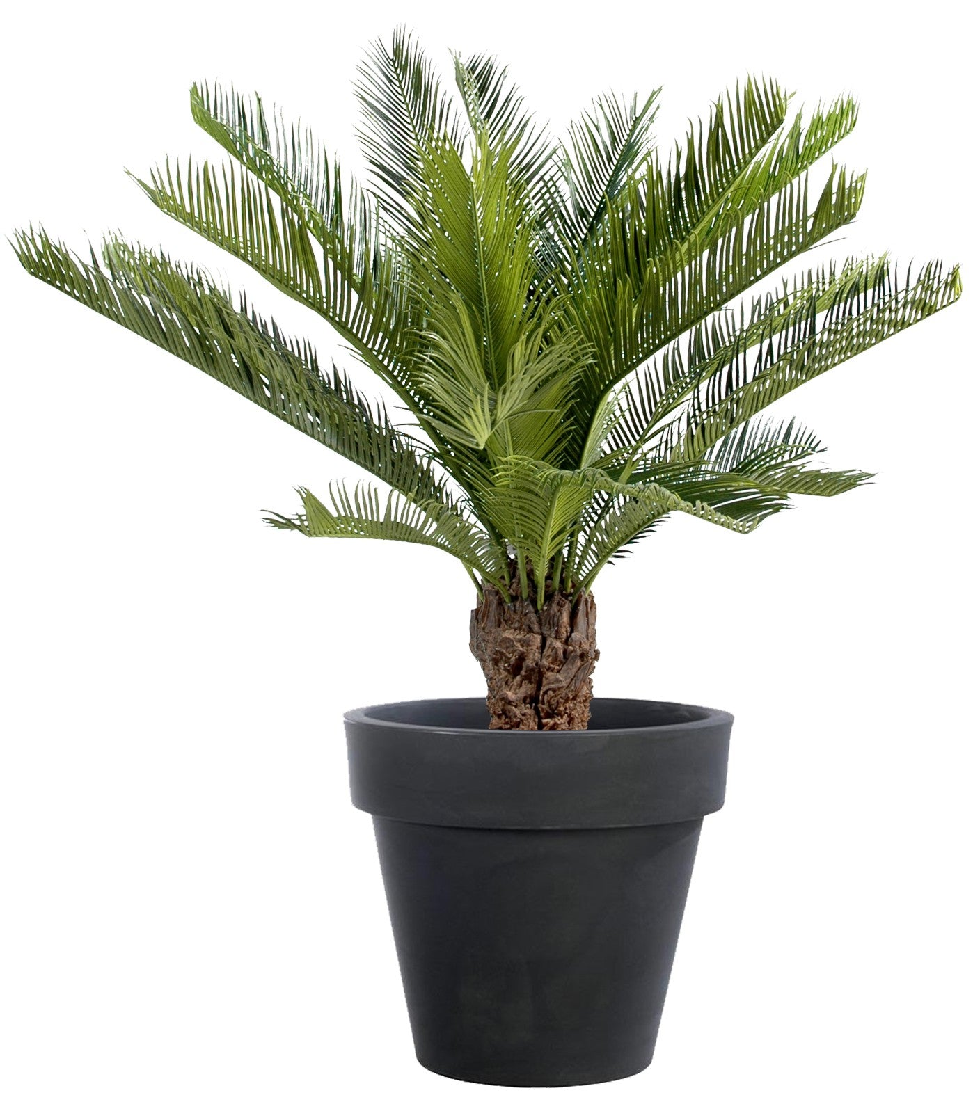 Le Cycas Revoluta